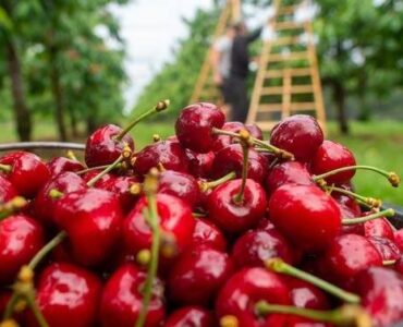 Trabajadores agrícolas para la cosecha, llenado, embolsado y clasificación de cherries por temporada