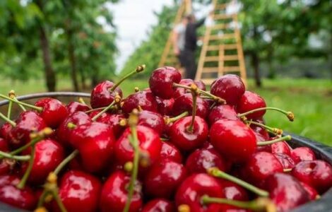 Trabajadores agrícolas para la cosecha, llenado, embolsado y clasificación de cherries por temporada