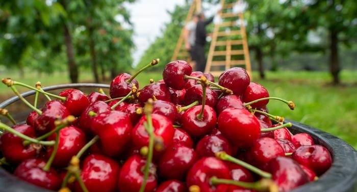 Trabajadores agrícolas para la cosecha, llenado, embolsado y clasificación de cherries por temporada