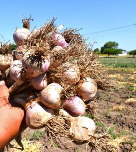 cosechar cultivar ajo y cebolla