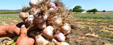cosechar cultivar ajo y cebolla
