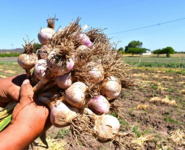 cosechar cultivar ajo y cebolla