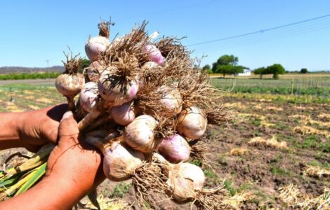 cosechar cultivar ajo y cebolla