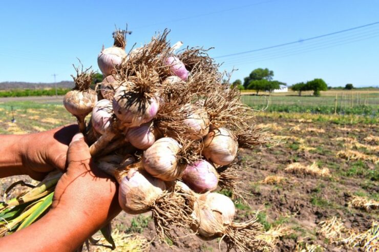 cosechar cultivar ajo y cebolla