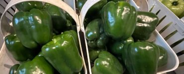 cosecha de pimientos