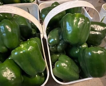 cosecha de pimientos