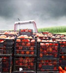 Jornaleros agrícolas para la limpieza, poda, empaquetado, y producción de tomates