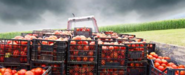 Jornaleros agrícolas para la limpieza, poda, empaquetado, y producción de tomates