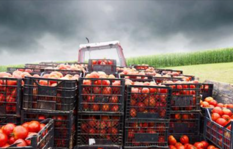 Jornaleros agrícolas para la limpieza, poda, empaquetado, y producción de tomates