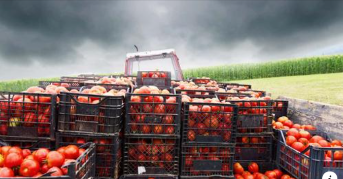 Jornaleros agrícolas para la limpieza, poda, empaquetado, y producción de tomates