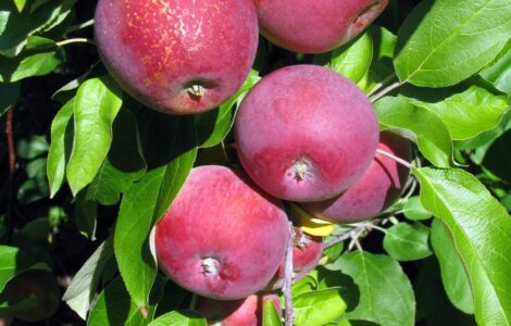 cosecha de manzanos