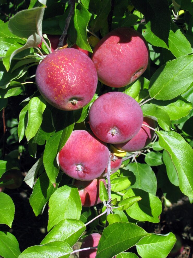 cosecha de manzanos