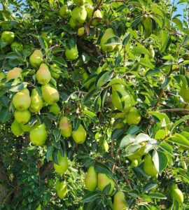 Trabajadores agrícolas para plantar, cultivar cosechar manualmente manzanas y peras