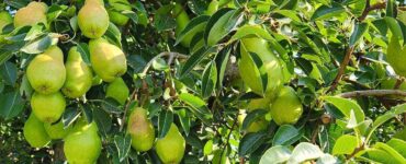 Trabajadores agrícolas para plantar, cultivar cosechar manualmente manzanas y peras