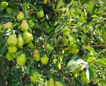 Trabajadores agrícolas para plantar, cultivar cosechar manualmente manzanas y peras