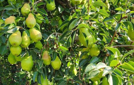 Trabajadores agrícolas para plantar, cultivar cosechar manualmente manzanas y peras