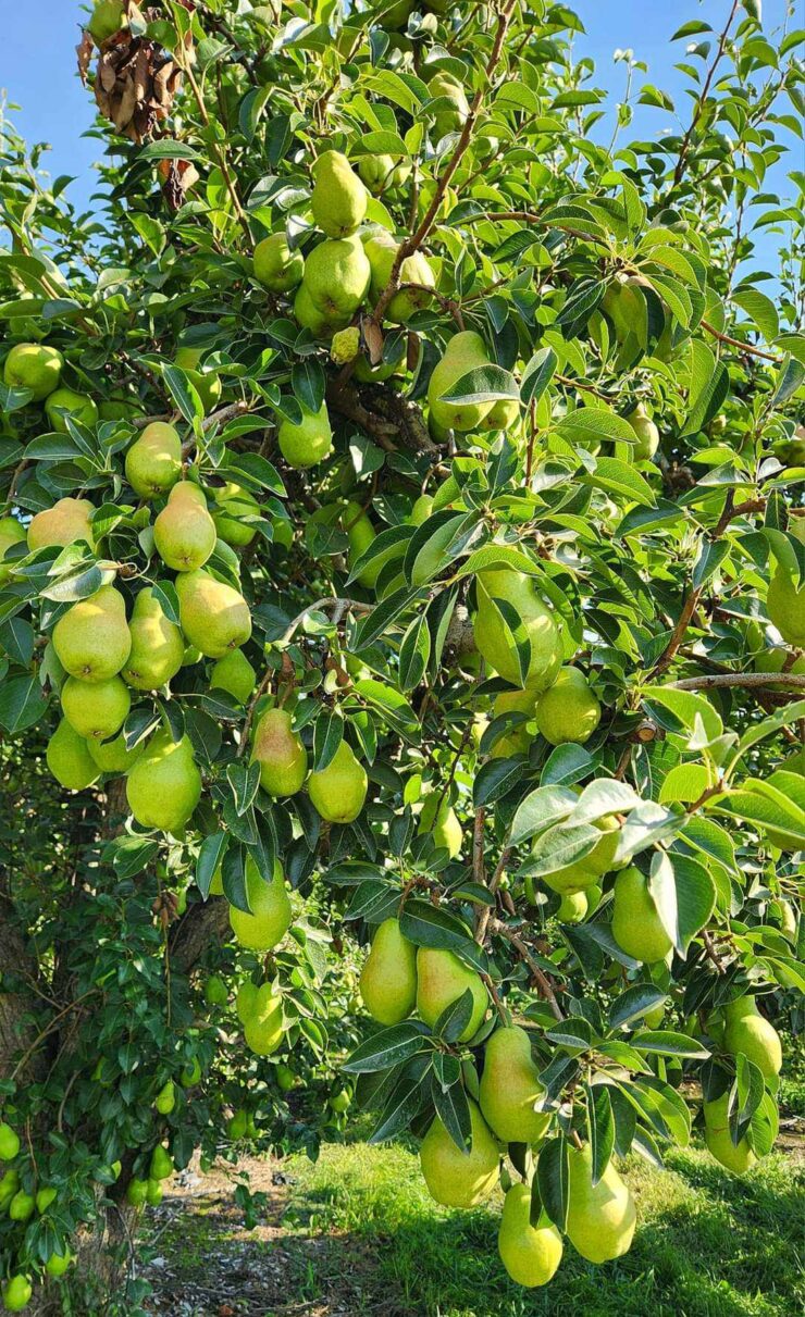 Trabajadores agrícolas para plantar, cultivar cosechar manualmente manzanas y peras