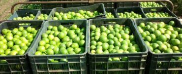 cosecha de citricos