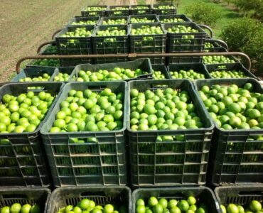 cosecha de citricos