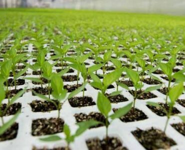 cosecha de plántulas de árboles