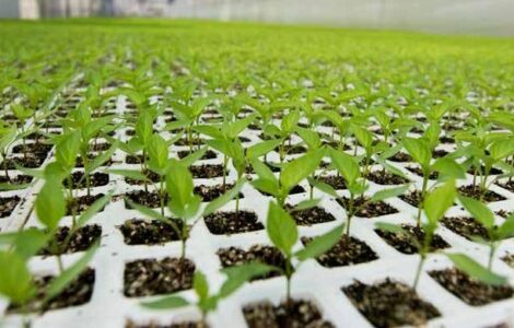 cosecha de plántulas de árboles