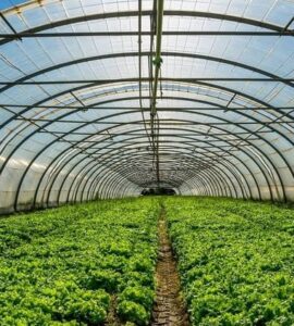 cosecha plantas medicinales