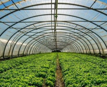 cosecha plantas medicinales