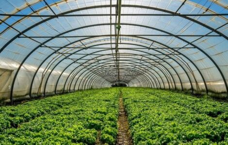 cosecha plantas medicinales