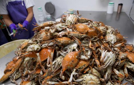Procesadores de mariscos