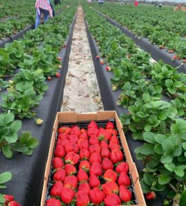 Trabajadores agrícolas y jornaleros para plantación y cosecha de fresas
