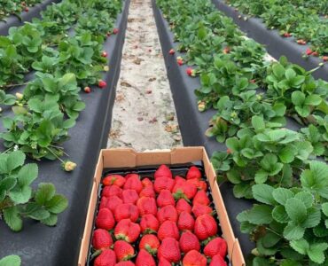Trabajadores agrícolas y jornaleros para plantación y cosecha de fresas