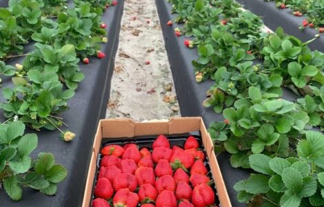 Trabajadores agrícolas y jornaleros para plantación y cosecha de fresas