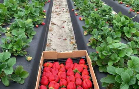 Trabajadores agrícolas y jornaleros para plantación y cosecha de fresas