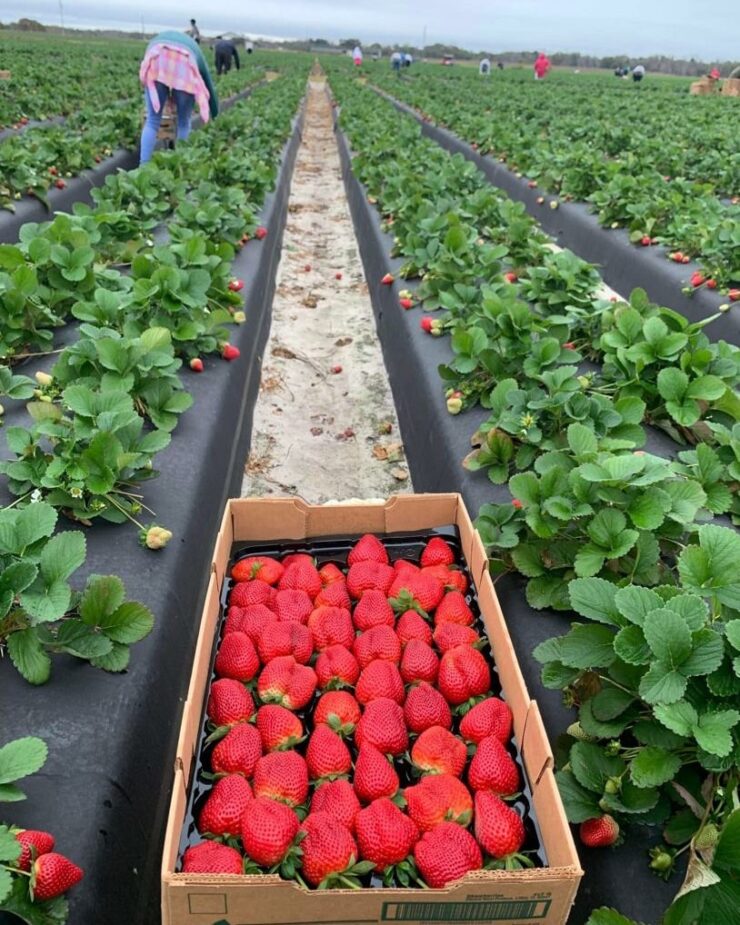 Trabajadores agrícolas y jornaleros para plantación y cosecha de fresas