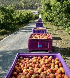 recogida de melocoton