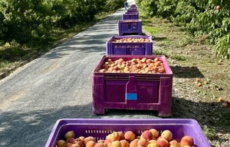 recogida de melocoton