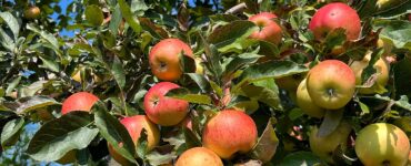 cosecha de manzanas