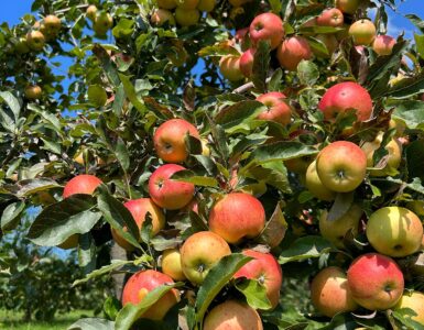 cosecha de manzanas