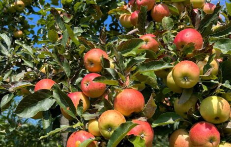 cosecha de manzanas