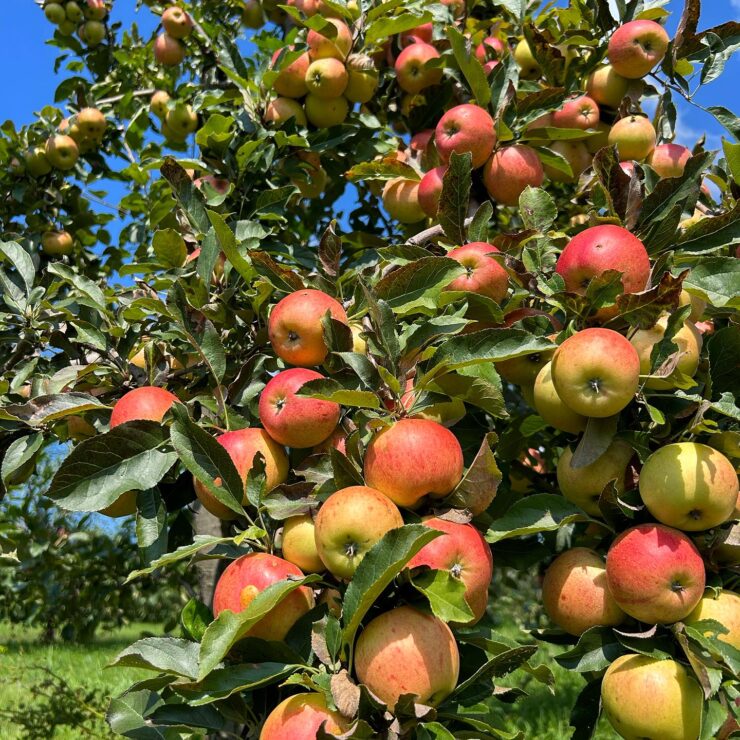 cosecha de manzanas