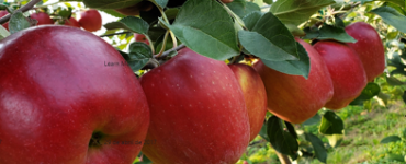 cultivo de frutas