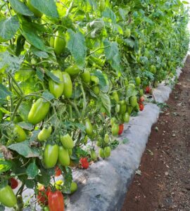 trabajadores agrícolas para plantar, cultive y coseche manualmente hortalizas