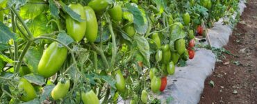 trabajadores agrícolas para plantar, cultive y coseche manualmente hortalizas