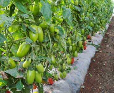 trabajadores agrícolas para plantar, cultive y coseche manualmente hortalizas