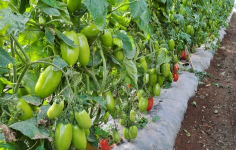 trabajadores agrícolas para plantar, cultive y coseche manualmente hortalizas