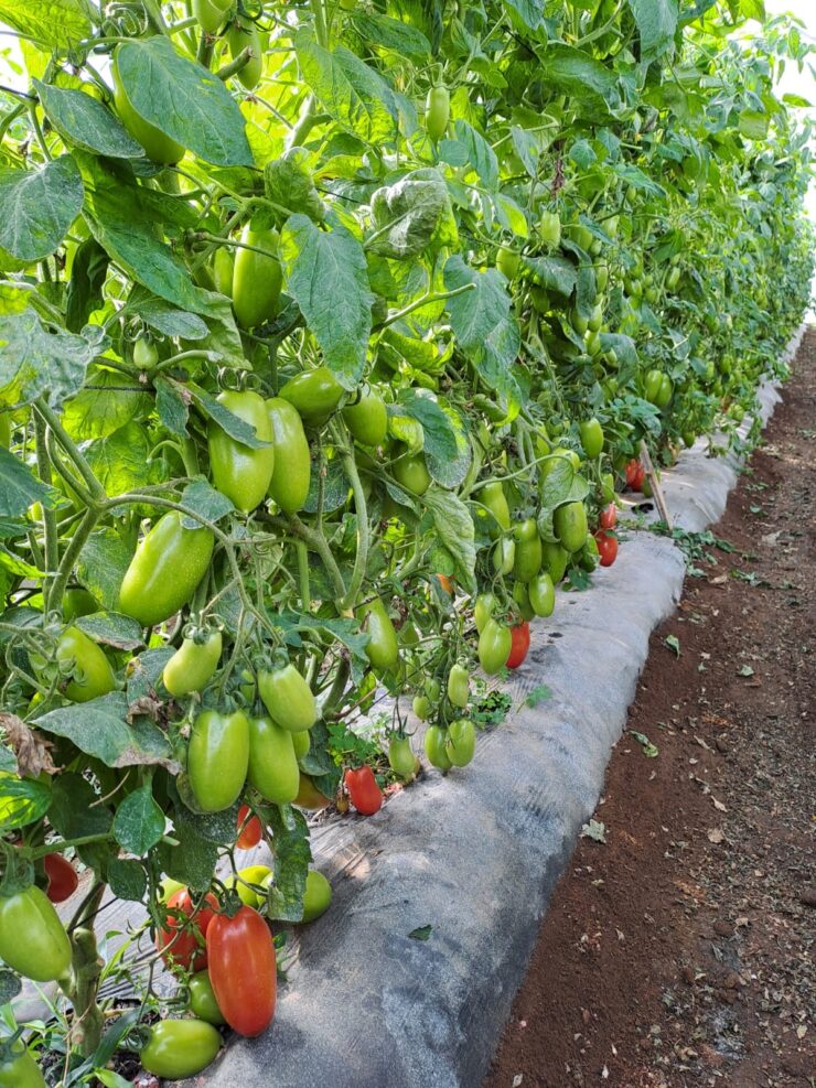 trabajadores agrícolas para plantar, cultive y coseche manualmente hortalizas