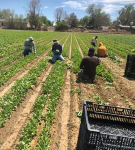 Puesto de trabajador de granja H-2A