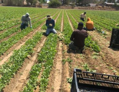 Puesto de trabajador de granja H-2A