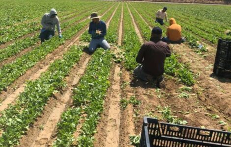 Puesto de trabajador de granja H-2A