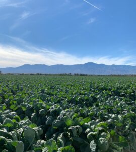 Trabajadores de campo para cortar cosechar y empacar lechugas